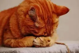 猫咪向你求救的信号，你看懂多少？图片