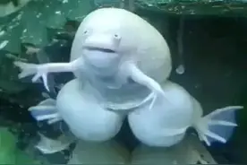 河南郑州现奇怪生物，似西游记里的“奔波儿灞”，新物种入侵？图片
