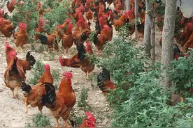 近两年养鸡中发现的饲料问题图片