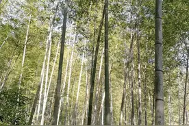 桂林没有一个厉害的中医图片