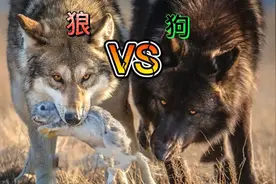 现存的最强猛犬能不能打过北美灰狼？为什么？图片