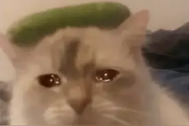 猫猫最新的emo表情包，有没有符合emo心情的你的表情包图片