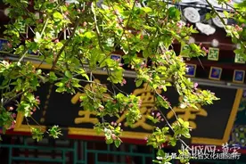 你看！你看！荣国府海棠花开正艳图片
