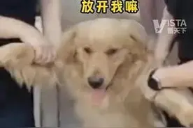高考首日 小金毛跟随考生冲进考场 被警察叔叔“架”出校园图片