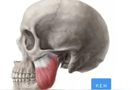 人体的神秘，事实证明，人是世界上最奥秘的生物图片
