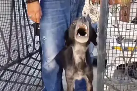 狗狗被前主人虐待成为“恶犬”，获救后终被人类善意所感化！图片