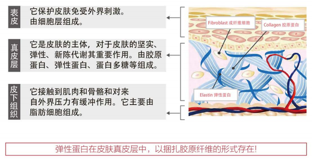 鱼弹性蛋白肽的功效 2026年五个女博士胶原蛋白肽可信吗","no_ai_sug" 鱼弹性蛋白肽的功效 2026年五个女博士胶原蛋白肽可信吗","no_ai_sug"