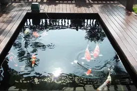锦鲤鱼药用法用量图片