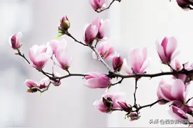 玉兰花扮美高新一路图片
