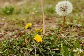 蒲公英能杀死98%癌细胞，是真是假？经常喝蒲公英水会怎么样？图片
