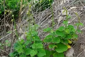山林里一种普通野草，过去人们称它为“老母鸡肉”，根部价值珍贵图片