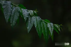 诗不可说丨空阶语，梧桐句，夜雨声声最关情图片