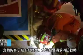 狗狗被卡护栏进退两难 消防员助其脱困图片