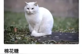 “摸下猫评优没了”，上交大博士逗猫事件惹争议，本校生道出实情图片