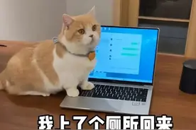 上个厕所回来，发现我家猫帮我辞职了，5555～图片