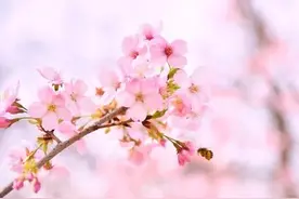 感谢你的不娶之恩，你，我不爱了（番外）图片