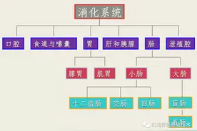最全的蛋鸡消化系统资料图片