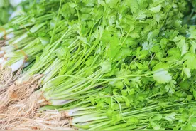香菜——“天然开塞露”图片