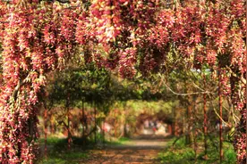 惊艳！超100万朵禾雀花绽放！就在市区这个地方！图片