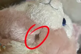 网友排队60多天才抢到的玲娜贝儿玩偶嘴歪眼斜 迪士尼不给换图片