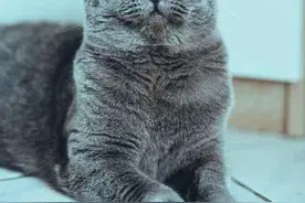 不容忽视的慢性杀手—猫咪的肥胖问题图片