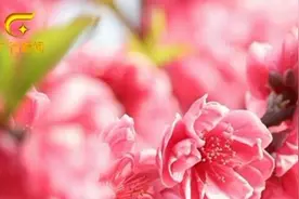 【春满广西】贺州：“桃花源”里觅春光图片
