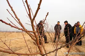 如何摆脱“一看就会一剪就废”的果树冬剪问题？农技专家教你一招图片