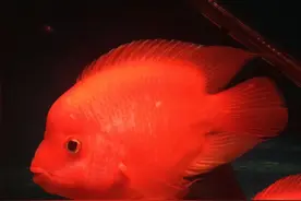 六大吉祥观赏鱼图片
