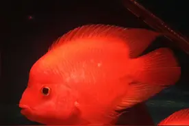 六大吉祥观赏鱼图片