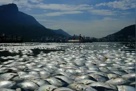 海洋变暖或将引发2.5亿年来最严重的海洋生物灭绝图片