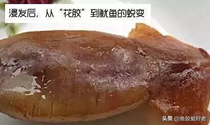 假花胶浸泡特征 2026年假花胶浸泡特征,从6方面来辨别真假