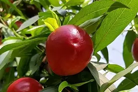 掌握广西天峨油桃引种技术，打造高质量‘中油4号’栽培！图片