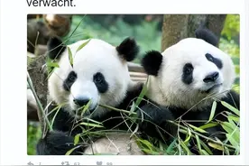 世界上最喜欢大熊猫的8个国家，前三名简直是把大熊猫当成皇帝养图片