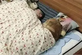 网友出差回来想给男友惊喜，可没想到居然被狗子给绿了，哭笑不得图片