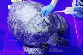海龟背“天线”游向大海，咋回事？图片