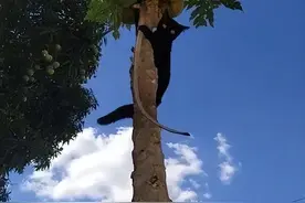 不是说猫是纯肉食动物吗！怎么我家的猫天天跟我抢榴莲图片