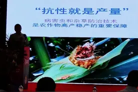 夏玉米高产“新标杆”：棒槌8两重，密度4000株，而且只用半袋肥图片