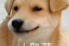 萌宠表情包分享｜猫猫狗狗图片