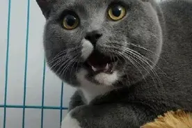 三脚猫、包公猫、花蝴蝶猫，猫中极品图片