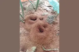 盆土里有蚂蚁怎么办？最全家庭消灭蚂蚁的方法，实用又简单图片