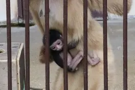 为了繁衍有多努力？日本公园特将公母猴分饲，母猴独居数年后产子图片