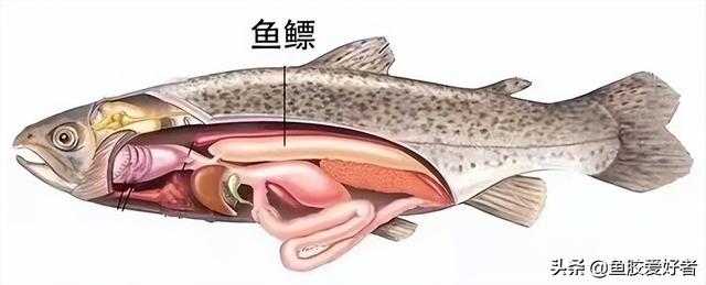 花胶 淤血 2026年花胶活血化瘀吗