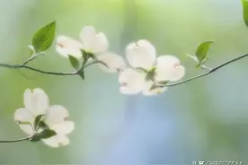 二十四节气 | 春分·燕子归来，岸柳青青，昼夜平分图片