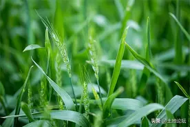 2022年小麦补贴标准最新：多少钱一亩？几月份可以发放？图片