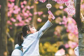 厦门樱花梨花桃花竞相盛放，怎么才能分清？“识花攻略”+地图来啦→图片