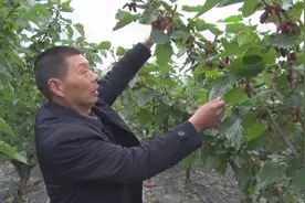 年近花甲成“网红”，荆州“汤姆哥”增收20倍的秘诀是什么？图片