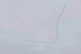 长空雁鸣，飞羽翩跹！吉林天桥岭林区上空再现雁北归壮观场面图片