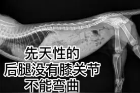 这只猫跑步四岔八叉火了！网友：步数2000，屁股走了4000图片