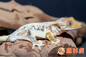 睫角守宫饲养入门指南（下）图片