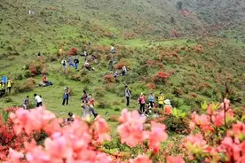 花开好了！广东周边5大最美高山杜鹃观赏地，清明踏青好去处图片
